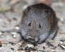 Meadow_vole1_Michigan_by_AmyLPeterson