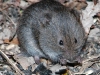 Meadow_vole2_Michigan_by_AmyLPeterson