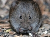 Meadow_vole3_Michigan_by_AmyLPeterson