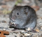 Meadow_vole5_Michigan_by_AmyLPeterson