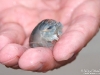 Mole_crab_Oregon_by_AmyLPeterson