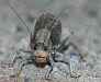Mormon_cricket_Yellowstone_by_AmyLPeterson