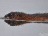 Muskrat_by_AmyLPeterson
