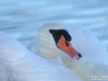 Mute_swan_by_AmyLPeterson
