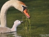 Mute_swans_by_AmyLPeterson