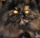My_cousins_kitty_Alabama_by_AmyLPeterson
