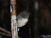 New_Zealand_robin_NZ_by_AmyLPeterson