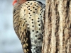 Northern_flicker_Michigan_by_AmyLPeterson