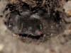 Northern_short-tail_shrew_Michigan_by_Amy_Peterson2