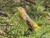 Palm_warbler_Michigan_by_Amy_Peterson