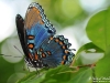 Red_spotted_purple_butterfly_Alabama_by_AmyLPeterson