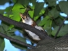 Red_squirrel_Michigan_by_AmyLPeterson