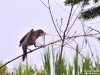 Robin1_Michigan_by_AmyLPeterson