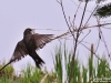 Robin2_Michigan_by_AmyLPeterson