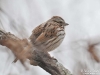 Song_sparrow_Michigan_by_AmyLPeterson
