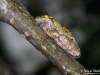 Tree_frog_Michigan_by_AmyLPeterson