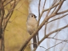 Tufted_titmouse_Michigan_by_AmyLPeterson