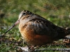 Woodcock1_Michigan_by_AmyLPeterson