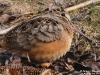 Woodcock2_Michigan_by_AmyLPeterson