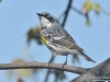 Yellow-rumped_warbler_Nunavut_by_AmyLPeterson