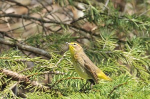 Palm warbler...on a pine tree