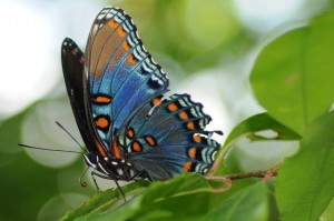Red-spotted purple butterfly