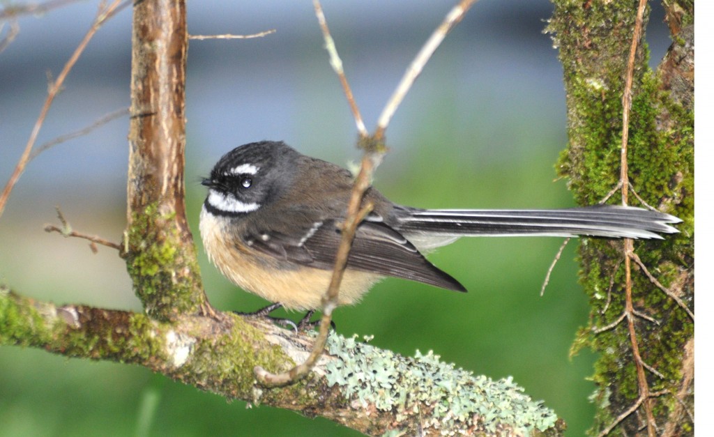 New Zealand Land Birds - Amy L Peterson