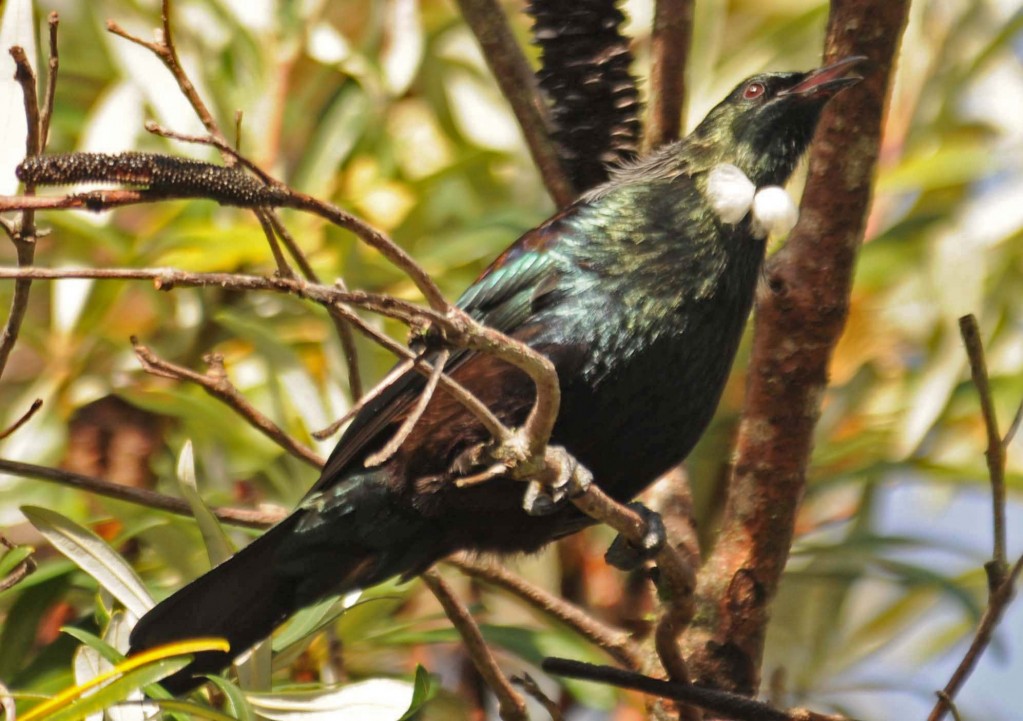 new zealand birds singing