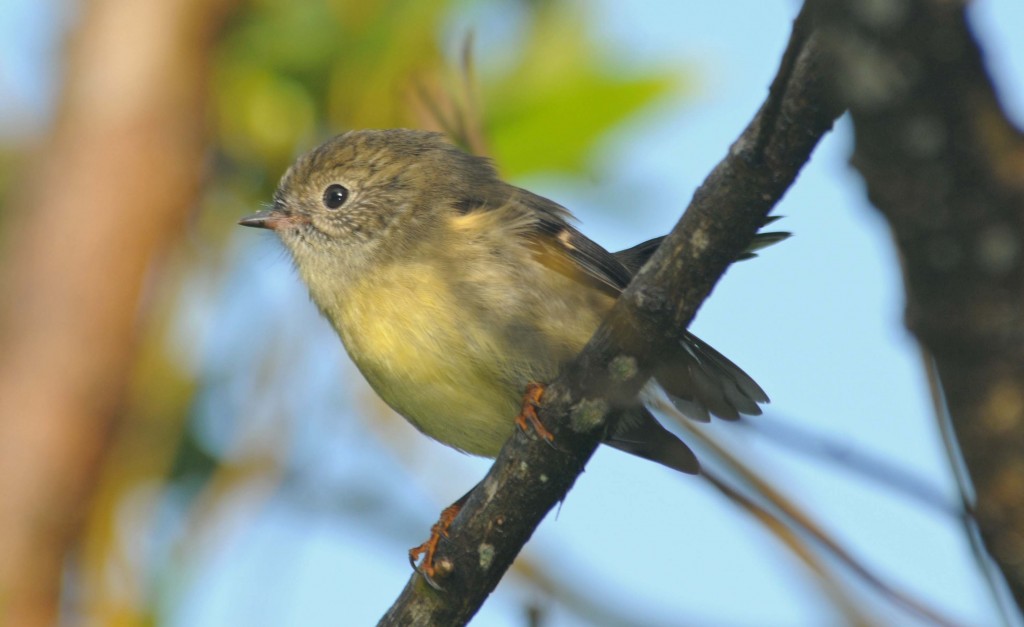 New Zealand Land Birds - Amy L Peterson