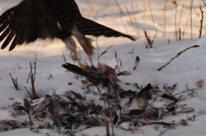 Hawk leaving a big mess behind.