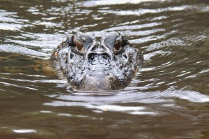 Close-up of a caiman.