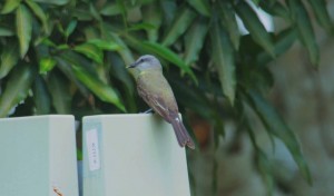 Tropical kingbird outside the Tropical motel, Manaus.