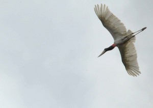 Jabiru stork flying by.