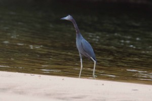 Little blue heron.
