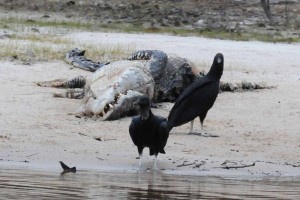Vultures hanging out with a dead caiman.
