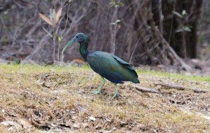 Green ibis.