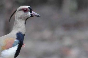 Close-up of the southern lapwing.