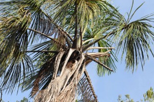 A friendly palm tree.
