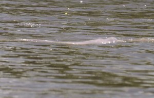 Pink river dolphins.