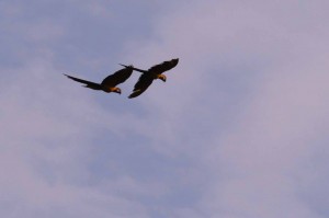 Blue and yellow macaws flying by.