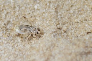 Mole cricket that hung out by our cabin.