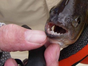 Close-up of the toothy piranha.