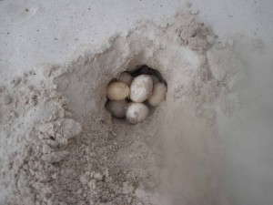 Turtle eggs.