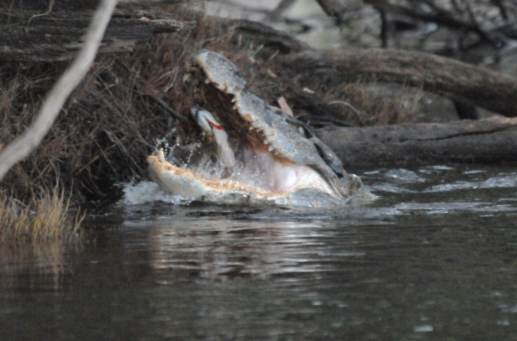 Camp caiman munching its dinner.