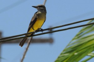 Tropical kingbird in Santa Mria.