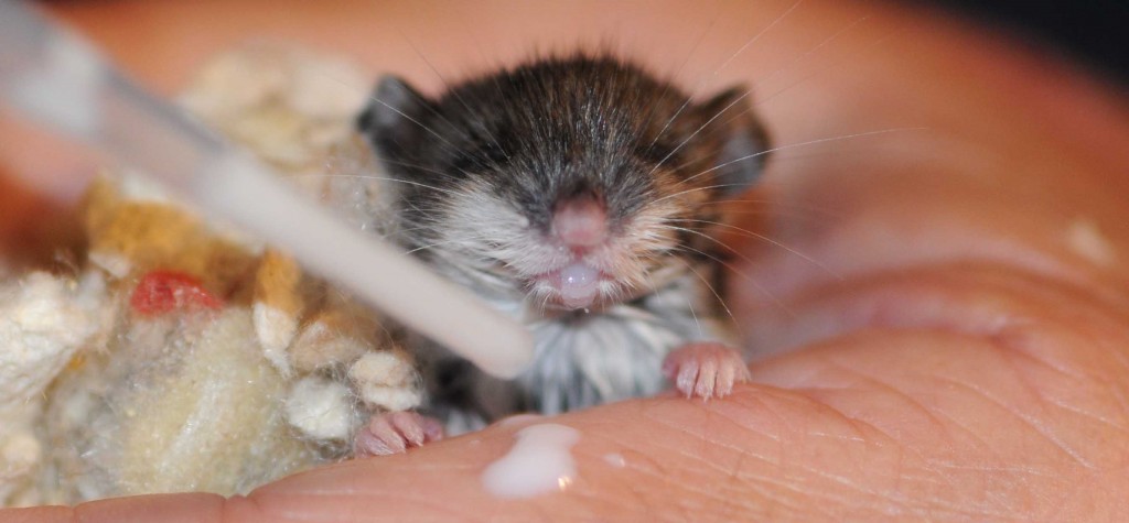 Baby mouse getting milk off an eye dropper.