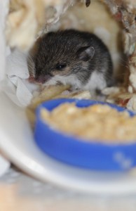 Mouse with the milk cap of milk and oatmeal in the foreground.