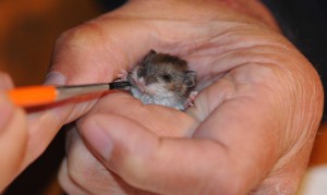 Mouse taking milk off a paintbrush.