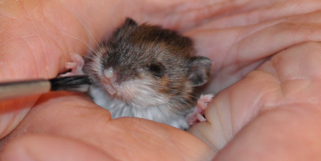 Close-up shows a drop of milk on the little  mouse's nose.