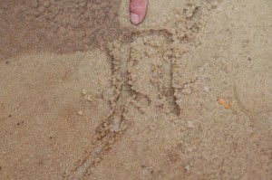 Tunnels made by mole crickets.